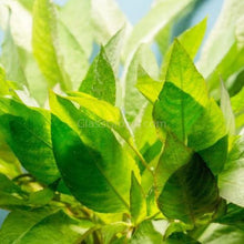 Load image into Gallery viewer, Bunch Temple Plant (Hygrophila Corymbosa) NYE-Aquatic Plants-Glass Grown-Glass Grown Aquatics-Aquarium live fish plants, decor