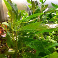 Load image into Gallery viewer, Bunch Temple Plant (Hygrophila Corymbosa) NYE-Aquatic Plants-Glass Grown-Glass Grown Aquatics-Aquarium live fish plants, decor