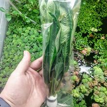 Load image into Gallery viewer, Bunch Temple Plant (Hygrophila Corymbosa) NYE-Aquatic Plants-Glass Grown-Glass Grown Aquatics-Aquarium live fish plants, decor