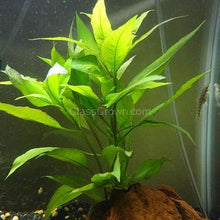 Load image into Gallery viewer, Bunch Temple Plant (Hygrophila Corymbosa) NYE-Aquatic Plants-Glass Grown-Glass Grown Aquatics-Aquarium live fish plants, decor