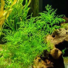 Load image into Gallery viewer, Bunch Water Wisteria (Hygrophila Difformis)-Aquatic Plants-Glass Grown-Glass Grown Aquatics-Aquarium live fish plants, decor
