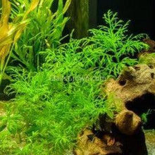 Load image into Gallery viewer, Potted Water Wisteria (Hygrophila Difformis)-Aquatic Plants-Glass Grown-Glass Grown Aquatics-Aquarium live fish plants, decor