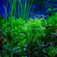 Load image into Gallery viewer, Bunch Water Wisteria (Hygrophila Difformis)-Aquatic Plants-Glass Grown-Glass Grown Aquatics-Aquarium live fish plants, decor