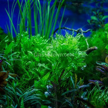 Load image into Gallery viewer, Potted Water Wisteria (Hygrophila Difformis)-Aquatic Plants-Glass Grown-Glass Grown Aquatics-Aquarium live fish plants, decor