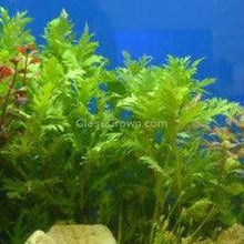Load image into Gallery viewer, Potted Water Wisteria (Hygrophila Difformis)-Aquatic Plants-Glass Grown-Glass Grown Aquatics-Aquarium live fish plants, decor