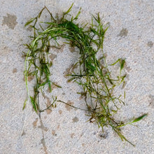 Load image into Gallery viewer, Bunch of Najas Guppy Grass NYE-Aquatic Plants-Glass Grown-Glass Grown Aquatics-Aquarium live fish plants, decor