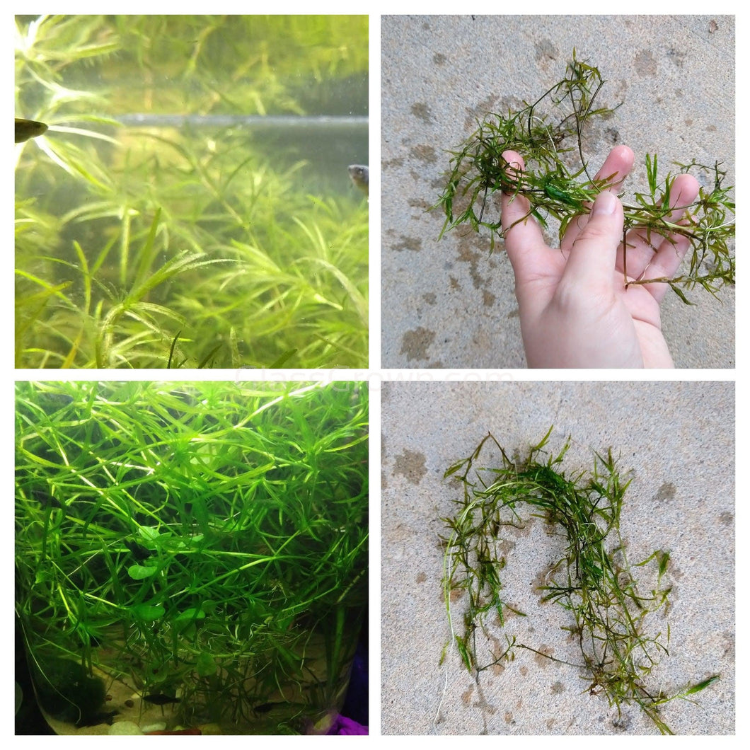 Bunch of Najas Guppy Grass-Aquatic Plants-Glass Grown-Glass Grown Aquatics-Aquarium live fish plants, decor