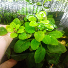 Load image into Gallery viewer, Cardinal Plant (Lobelia Cardinalis)-Aquatic Plants-Glass Grown-Glass Grown Aquatics-Aquarium live fish plants, decor