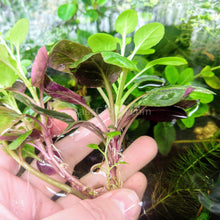 Load image into Gallery viewer, Cardinal Plant (Lobelia Cardinalis)-Aquatic Plants-Glass Grown-Glass Grown Aquatics-Aquarium live fish plants, decor