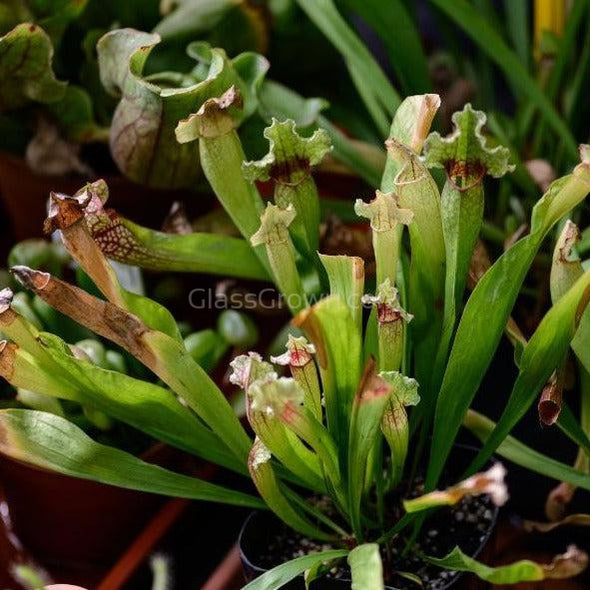pots for pitcher plants Carnivorous Assortment Terrarium Plants (2" pots, 3 Pack) – Glass Grown Aquatics