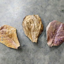 Load image into Gallery viewer, Catappa Indian Almond Leaves-Aquarium Decor-Glass Grown Aquatics-Five Leaves-Small (3"-5")-Glass Grown Aquatics-Aquarium live fish plants, decor