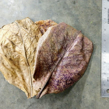 Load image into Gallery viewer, Catappa Indian Almond Leaves-Aquarium Decor-Glass Grown Aquatics-Five Leaves-Small (3"-5")-Glass Grown Aquatics-Aquarium live fish plants, decor