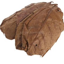 Load image into Gallery viewer, Catappa Indian Almond Leaves-Aquarium Decor-Glass Grown Aquatics-Five Leaves-Small (3"-5")-Glass Grown Aquatics-Aquarium live fish plants, decor