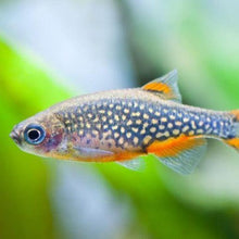 Load image into Gallery viewer, Celestial Pearl Danios (Galaxy Rasboras) 6 Pack-Live Animals-Glass Grown-School of 6-Glass Grown Aquatics-Aquarium live fish plants, decor