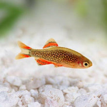 Load image into Gallery viewer, Celestial Pearl Danios (Galaxy Rasboras) 6 Pack-Live Animals-Glass Grown-School of 6-Glass Grown Aquatics-Aquarium live fish plants, decor