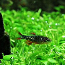 Load image into Gallery viewer, Celestial Pearl Danios (Galaxy Rasboras) 6 Pack-Live Animals-Glass Grown-School of 6-Glass Grown Aquatics-Aquarium live fish plants, decor