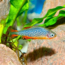 Load image into Gallery viewer, Celestial Pearl Danios (Galaxy Rasboras) 6 Pack-Live Animals-Glass Grown-School of 6-Glass Grown Aquatics-Aquarium live fish plants, decor
