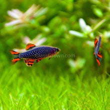 Load image into Gallery viewer, Celestial Pearl Danios (Galaxy Rasboras) 6 Pack-Live Animals-Glass Grown-School of 6-Glass Grown Aquatics-Aquarium live fish plants, decor