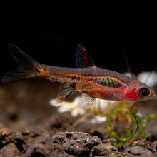 Load image into Gallery viewer, Chili Rasboras 6 Pack-Live Animals-Glass Grown-School of 6-Glass Grown Aquatics-Aquarium live fish plants, decor