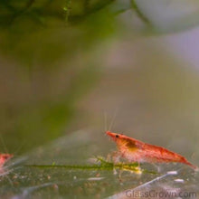 Load image into Gallery viewer, Colony Shrimp Grower Powdered Food Supplement-Fish Food-Glass Grown-6 Grams-Glass Grown Aquatics-Aquarium live fish plants, decor