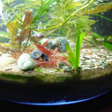 Load image into Gallery viewer, Colony Shrimp Grower Powdered Food Supplement-Fish Food-Glass Grown-6 Grams-Glass Grown Aquatics-Aquarium live fish plants, decor