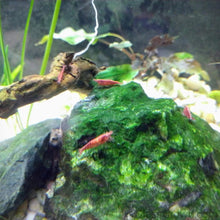 Load image into Gallery viewer, Colony Shrimp Grower Powdered Food Supplement-Fish Food-Glass Grown-6 Grams-Glass Grown Aquatics-Aquarium live fish plants, decor