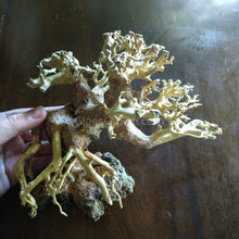 Load image into Gallery viewer, Corcovado Bonsai Wood Nano Size 6" NYE-Aquarium Decor-Glass Grown-Small 6"-Glass Grown Aquatics-Aquarium live fish plants, decor