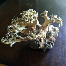 Load image into Gallery viewer, Corcovado Bonsai Wood Nano Size 6" NYE-Aquarium Decor-Glass Grown-Small 6"-Glass Grown Aquatics-Aquarium live fish plants, decor
