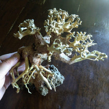 Load image into Gallery viewer, Corcovado Bonsai Wood Nano Size 6" NYE-Aquarium Decor-Glass Grown-Small 6"-Glass Grown Aquatics-Aquarium live fish plants, decor