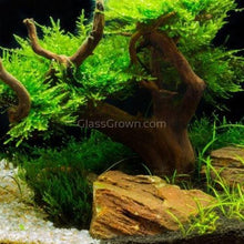 Load image into Gallery viewer, Corcovado Bonsai Wood Nano Size 6" NYE-Aquarium Decor-Glass Grown-Small 6"-Glass Grown Aquatics-Aquarium live fish plants, decor