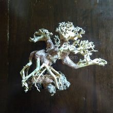 Load image into Gallery viewer, Corcovado Bonsai Wood Nano Size 6" NYE-Aquarium Decor-Glass Grown-Small 6"-Glass Grown Aquatics-Aquarium live fish plants, decor