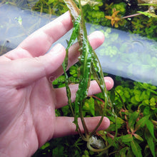 Load image into Gallery viewer, Cryptocoryne Balansae-Aquatic Plants-Glass Grown-Glass Grown Aquatics-Aquarium live fish plants, decor