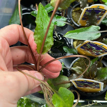 Load image into Gallery viewer, Cryptocoryne ' Mi Oya'-Aquatic Plants-Glass Grown-Glass Grown Aquatics-Aquarium live fish plants, decor