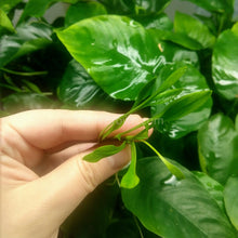 Load image into Gallery viewer, Cryptocoryne Parva-Aquatic Plants-Glass Grown-Glass Grown Aquatics-Aquarium live fish plants, decor