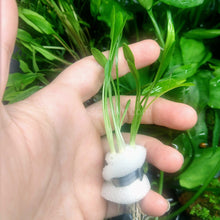 Load image into Gallery viewer, Cryptocoryne Parva-Aquatic Plants-Glass Grown-Glass Grown Aquatics-Aquarium live fish plants, decor