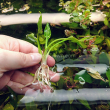 Load image into Gallery viewer, Cryptocoryne Pontederiifolia-Aquatic Plants-Glass Grown-Glass Grown Aquatics-Aquarium live fish plants, decor