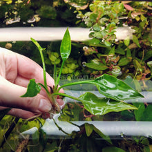 Load image into Gallery viewer, Cryptocoryne Pontederiifolia-Aquatic Plants-Glass Grown-Glass Grown Aquatics-Aquarium live fish plants, decor