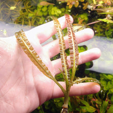 Load image into Gallery viewer, Cryptocoryne Retrospiralis-Aquatic Plants-Glass Grown-Glass Grown Aquatics-Aquarium live fish plants, decor