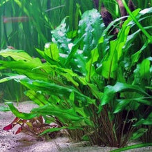 Load image into Gallery viewer, Cryptocoryne Wendtii "Green"-Aquatic Plants-Glass Grown-Glass Grown Aquatics-Aquarium live fish plants, decor