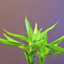 Load image into Gallery viewer, Curly Bamboo Plant-Aquatic Plants-Glass Grown-Glass Grown Aquatics-Aquarium live fish plants, decor