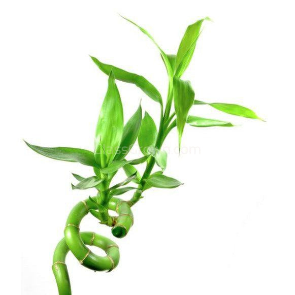 lucky bamboo leaves curling Curly Bamboo Plant – Glass Grown Aquatics