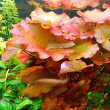 Load image into Gallery viewer, Dwarf Aquarium Lily Bulb-Aquatic Plants-Glass Grown-Glass Grown Aquatics-Aquarium live fish plants, decor