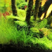 Load image into Gallery viewer, Dwarf Hairgrass (Eleocharis parvula)-Aquatic Plants-Glass Grown Aquatics-1x Pot-Glass Grown Aquatics-Aquarium live fish plants, decor