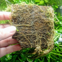 Load image into Gallery viewer, Dwarf Hairgrass 4" Coco Mat-Aquatic Plants-Glass Grown Aquatics-Glass Grown Aquatics-Aquarium live fish plants, decor