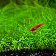 Load image into Gallery viewer, Dwarf Hairgrass (Eleocharis parvula)-Aquatic Plants-Glass Grown Aquatics-1x Pot-Glass Grown Aquatics-Aquarium live fish plants, decor
