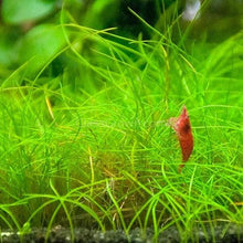 Load image into Gallery viewer, Dwarf Hairgrass 4" Coco Mat-Aquatic Plants-Glass Grown Aquatics-Glass Grown Aquatics-Aquarium live fish plants, decor
