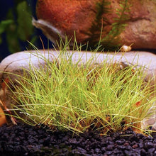 Load image into Gallery viewer, Dwarf Hairgrass 4" Coco Mat-Aquatic Plants-Glass Grown Aquatics-Glass Grown Aquatics-Aquarium live fish plants, decor