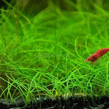 Load image into Gallery viewer, Dwarf Hairgrass Clump-Aquatic Plants-Glass Grown Aquatics-Glass Grown Aquatics-Aquarium live fish plants, decor