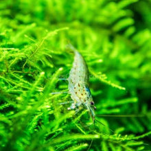 Load image into Gallery viewer, Dwarf Shrimp Mega Starter Pack-Live Animals-Glass Grown-Red Cherry-Glass Grown Aquatics-Aquarium live fish plants, decor