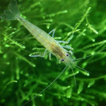 Load image into Gallery viewer, Dwarf Shrimp Mega Starter Pack-Live Animals-Glass Grown-Red Cherry-Glass Grown Aquatics-Aquarium live fish plants, decor